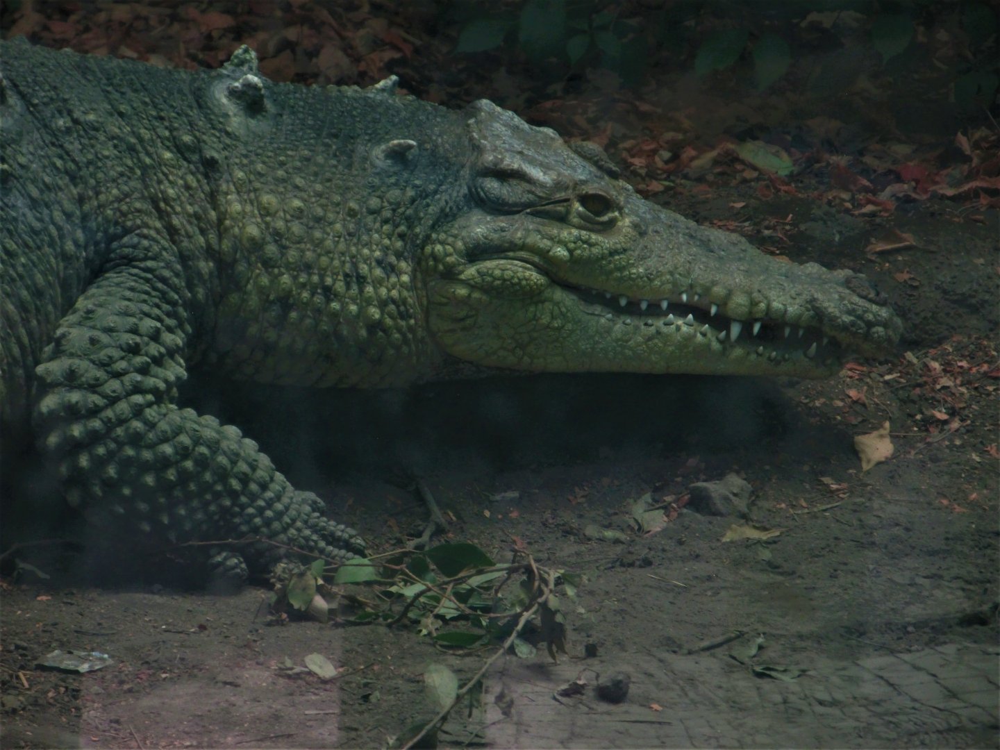 Morelet´s crocodile