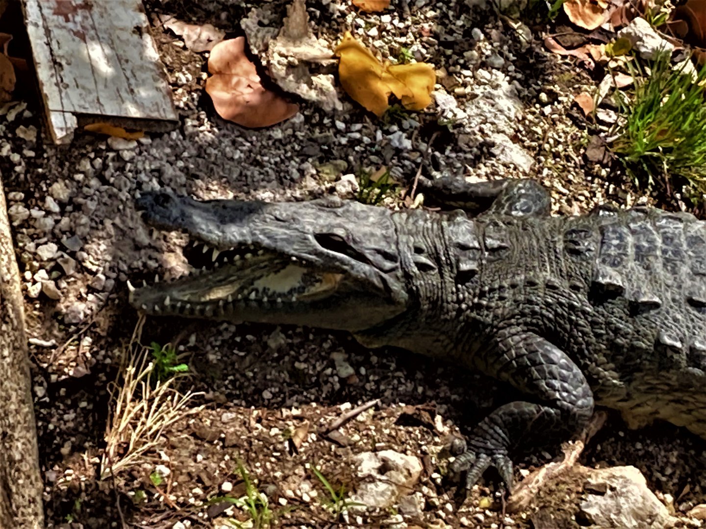 Morelet´s crocodile