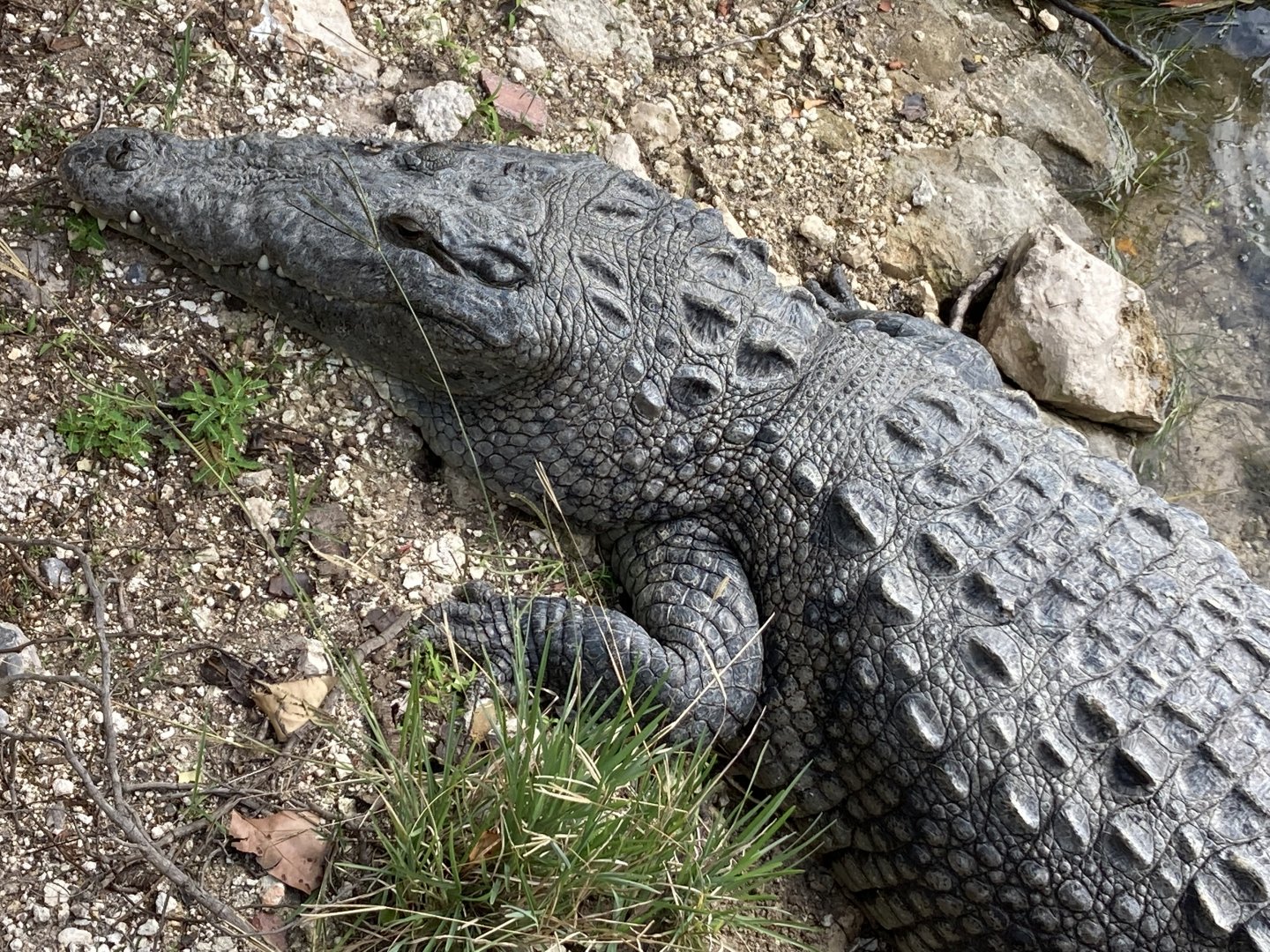 Morelet´s crocodile