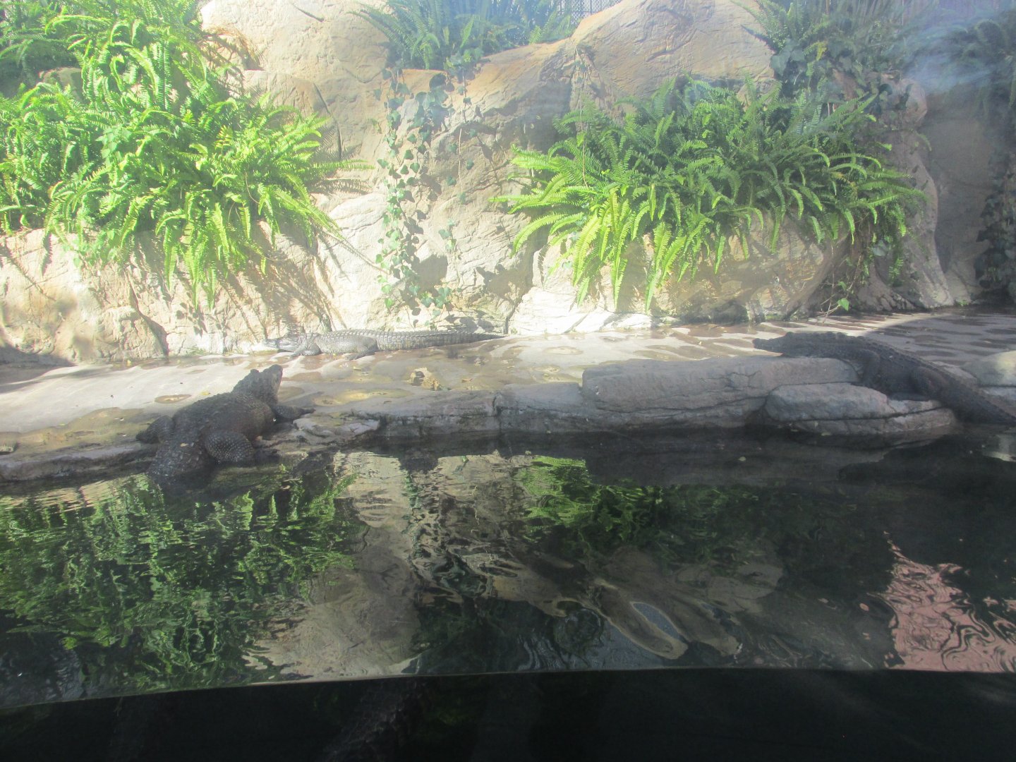 morelet´s crocodiles