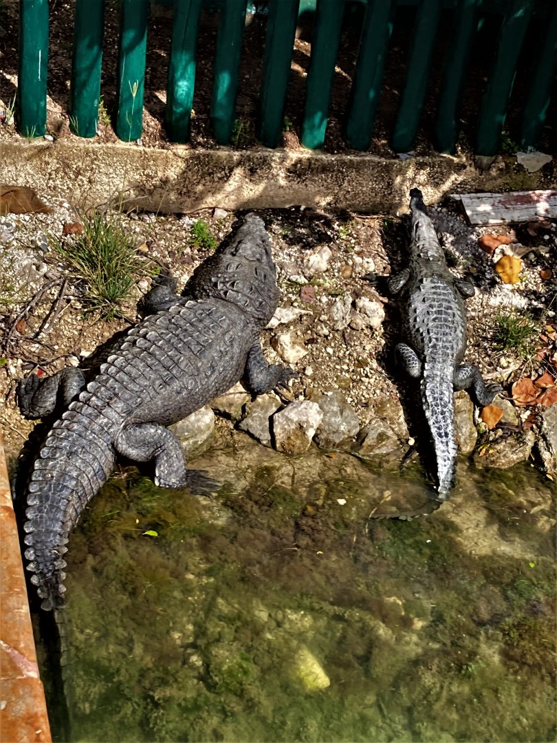 Morelet´s crocodiles
