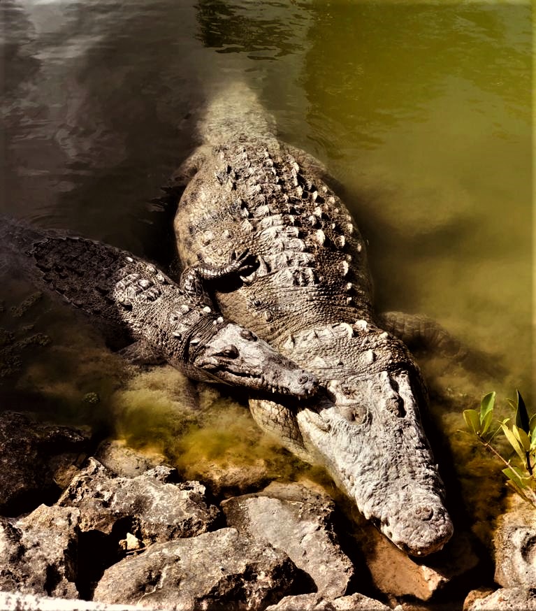 Morelet´s crocodiles