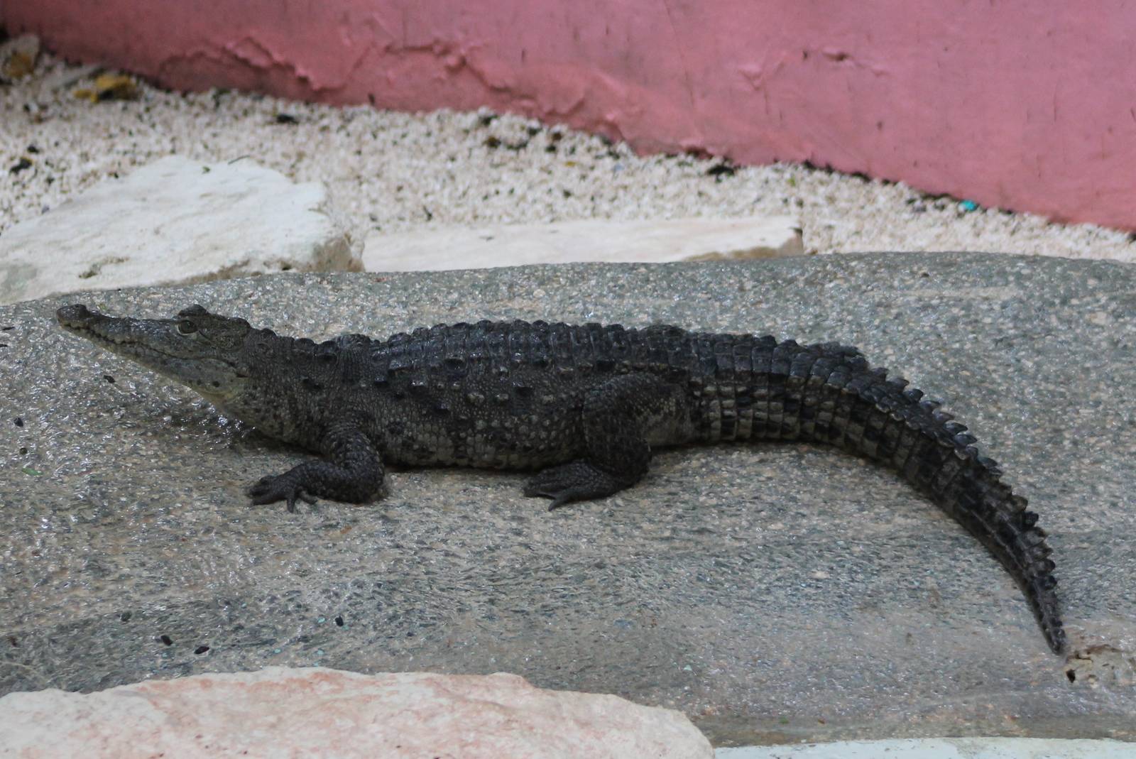 Moreleti's crocodile