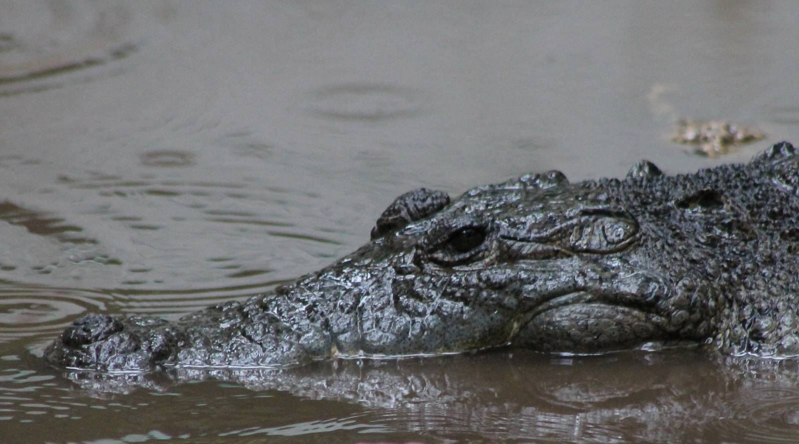 Moreleti's crocodile