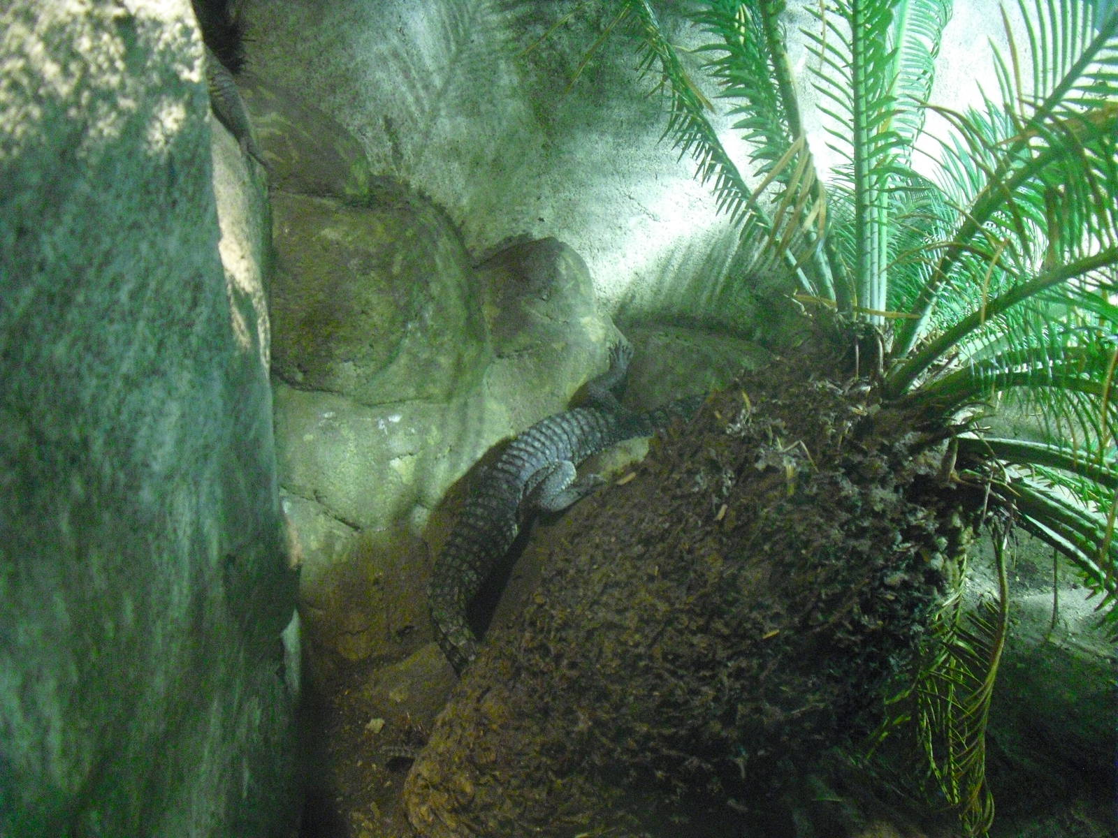 Morelet's Crocodile - 12/10/2011