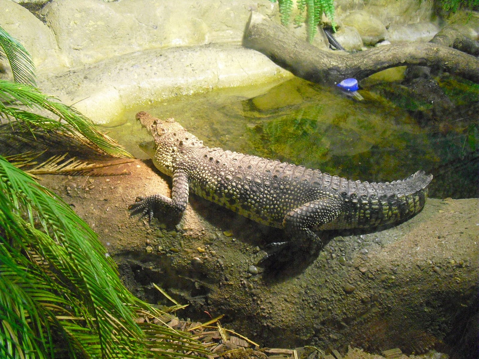 Morelet's Crocodile - 12/10/2011