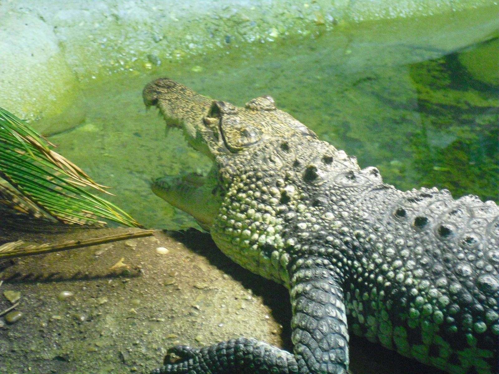Morelet's Crocodile - 12/10/2011