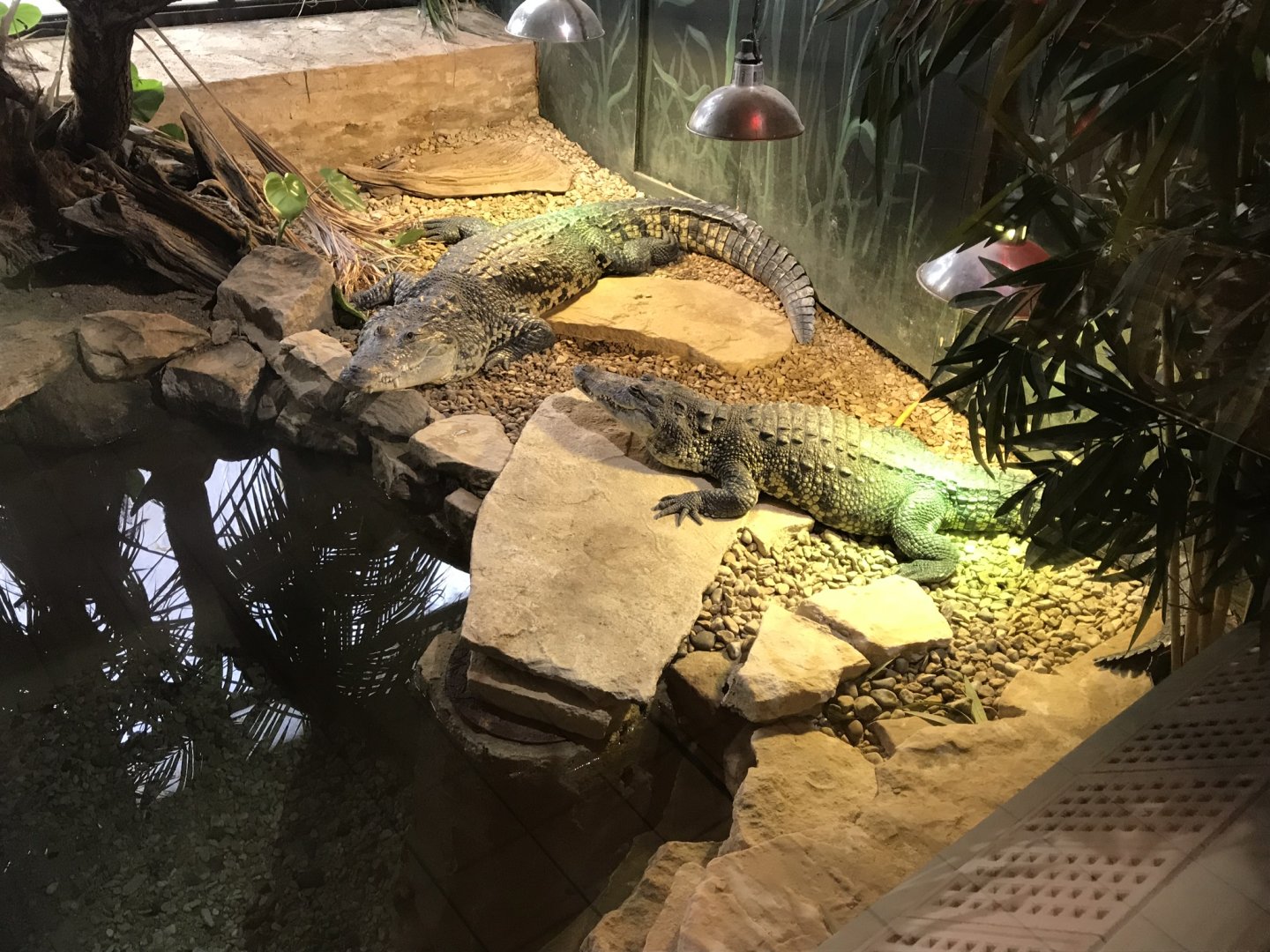 Morelet’s Crocodile 250318