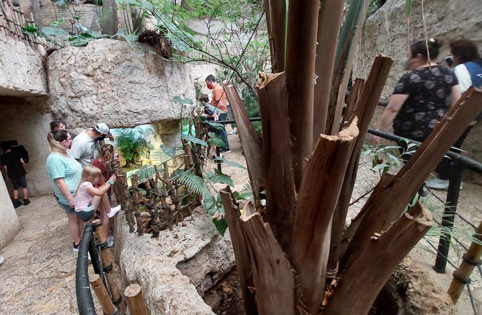 Morelet's crocodile and Painted wood turtle enclosures