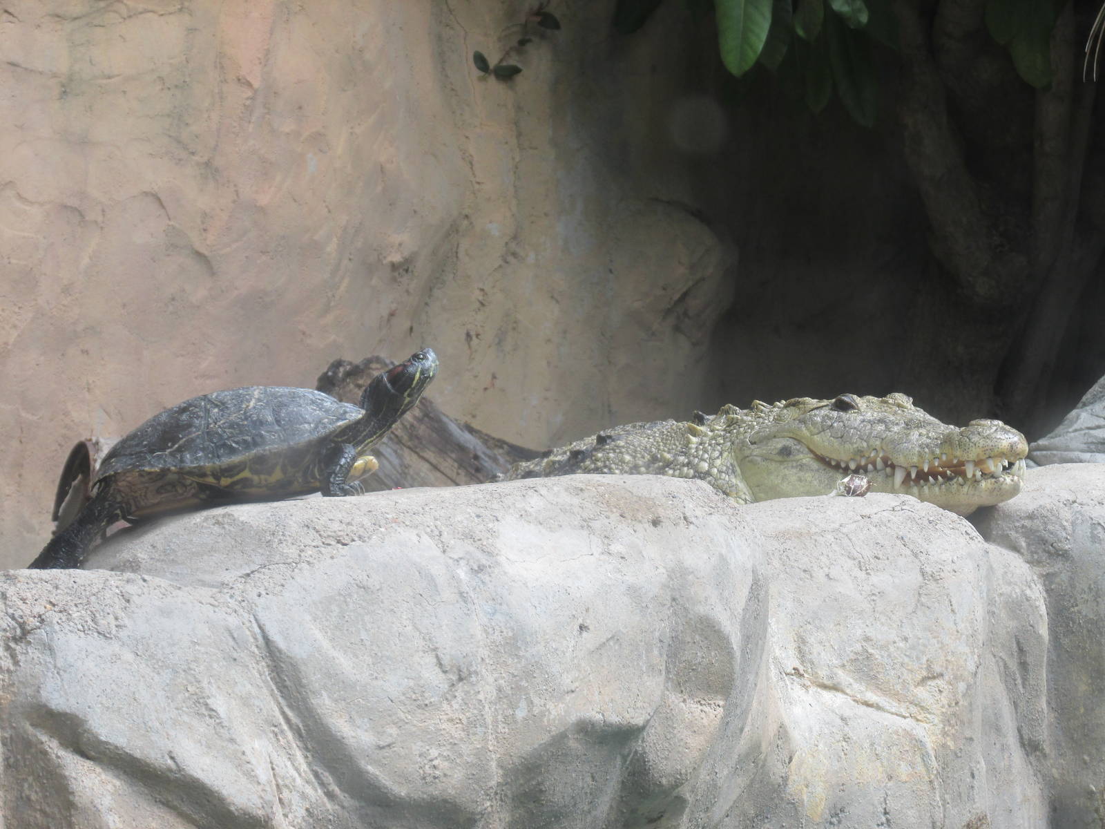 morelet's crocodile and slider turtle guadalajara zoo