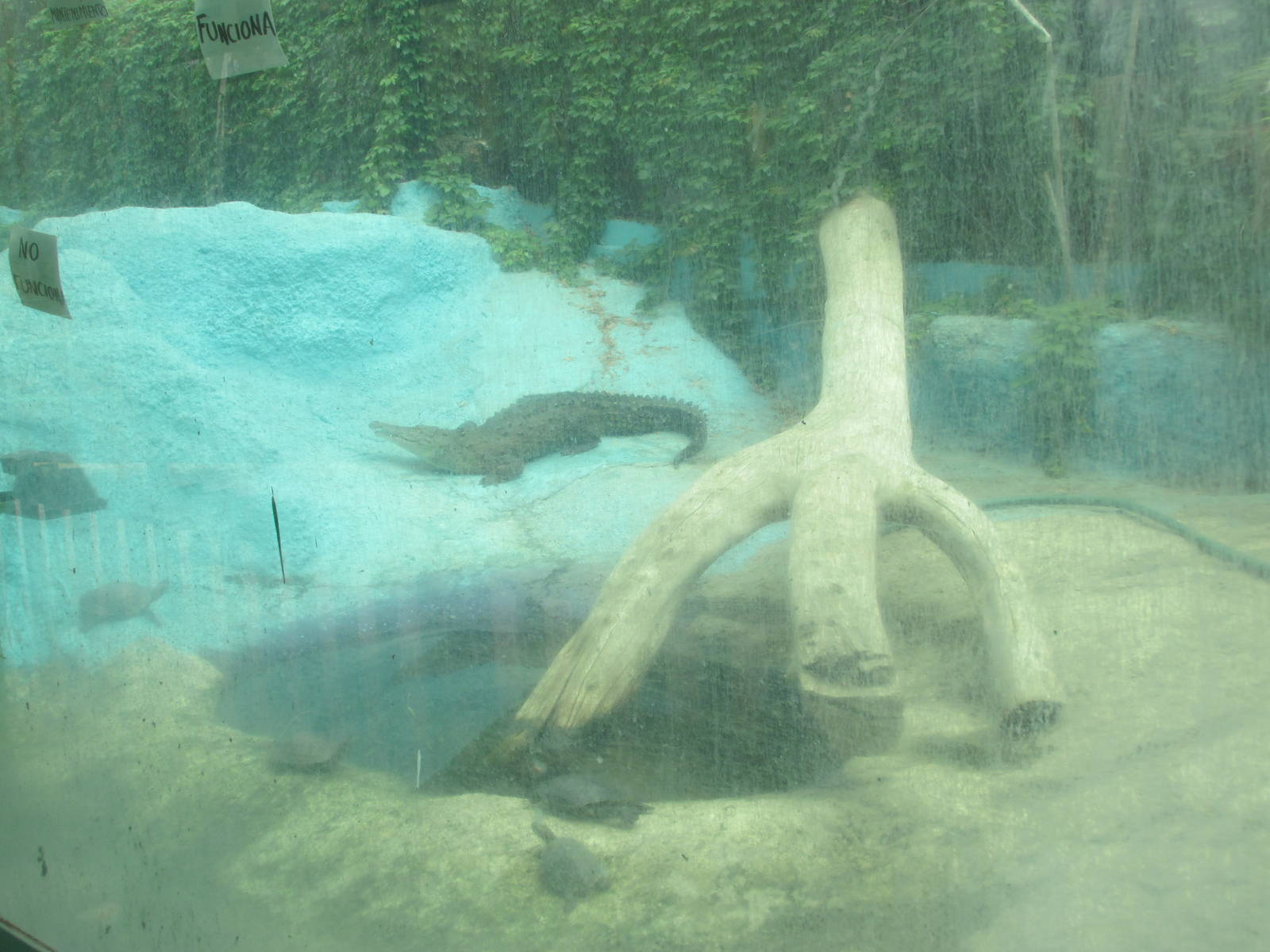 morelet's crocodile and slider turtles neza zoo