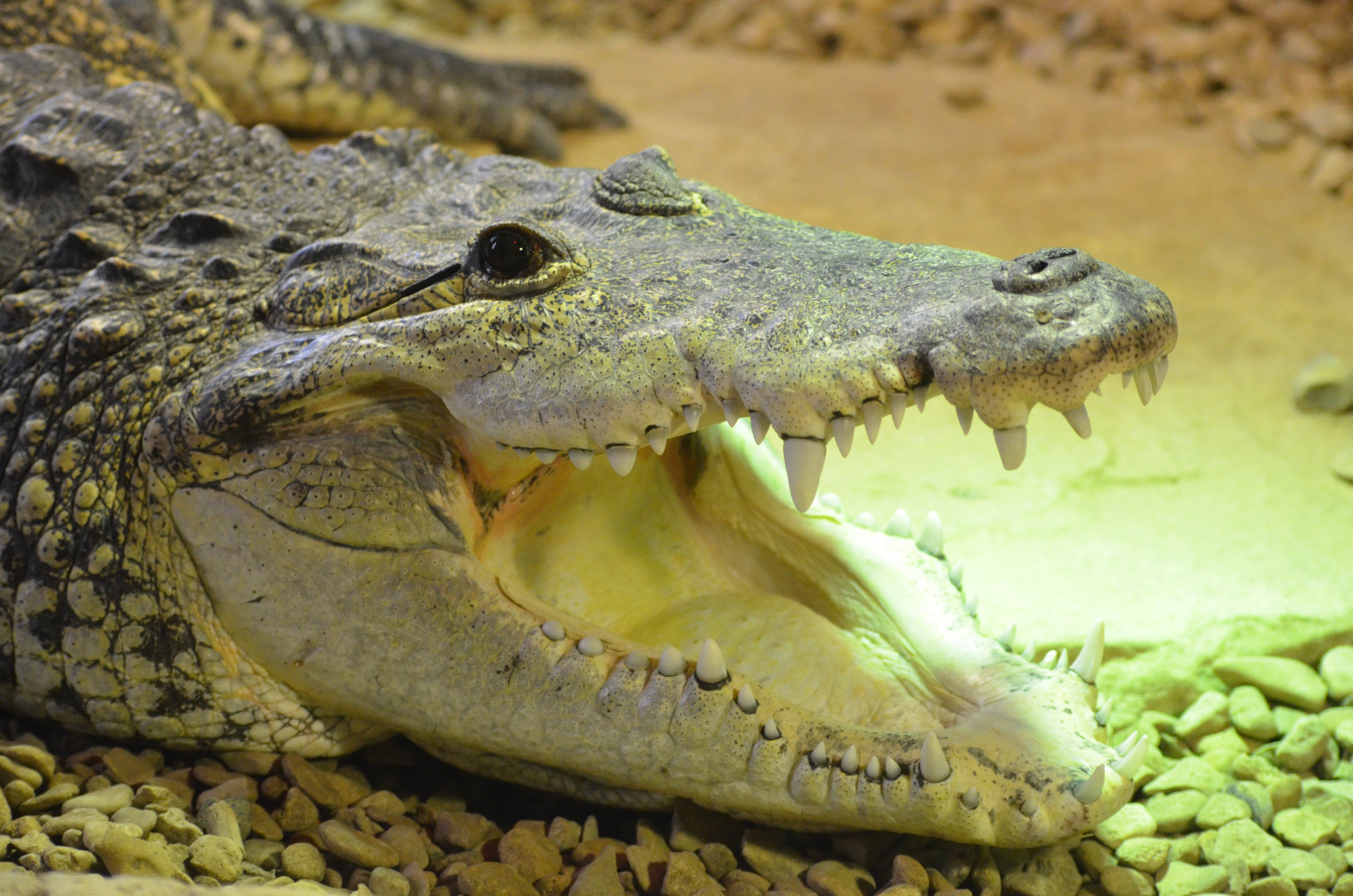 Morelet's Crocodile at Cotswold WP, 22/04/17