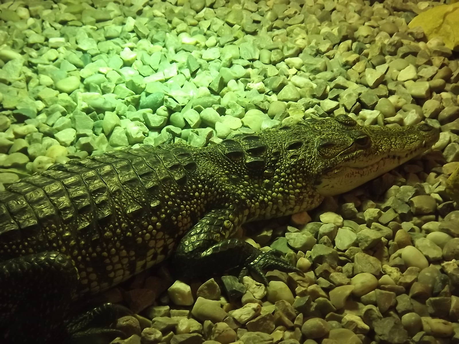 Morelet's Crocodile at Knowsley Safari Park 08/09/12