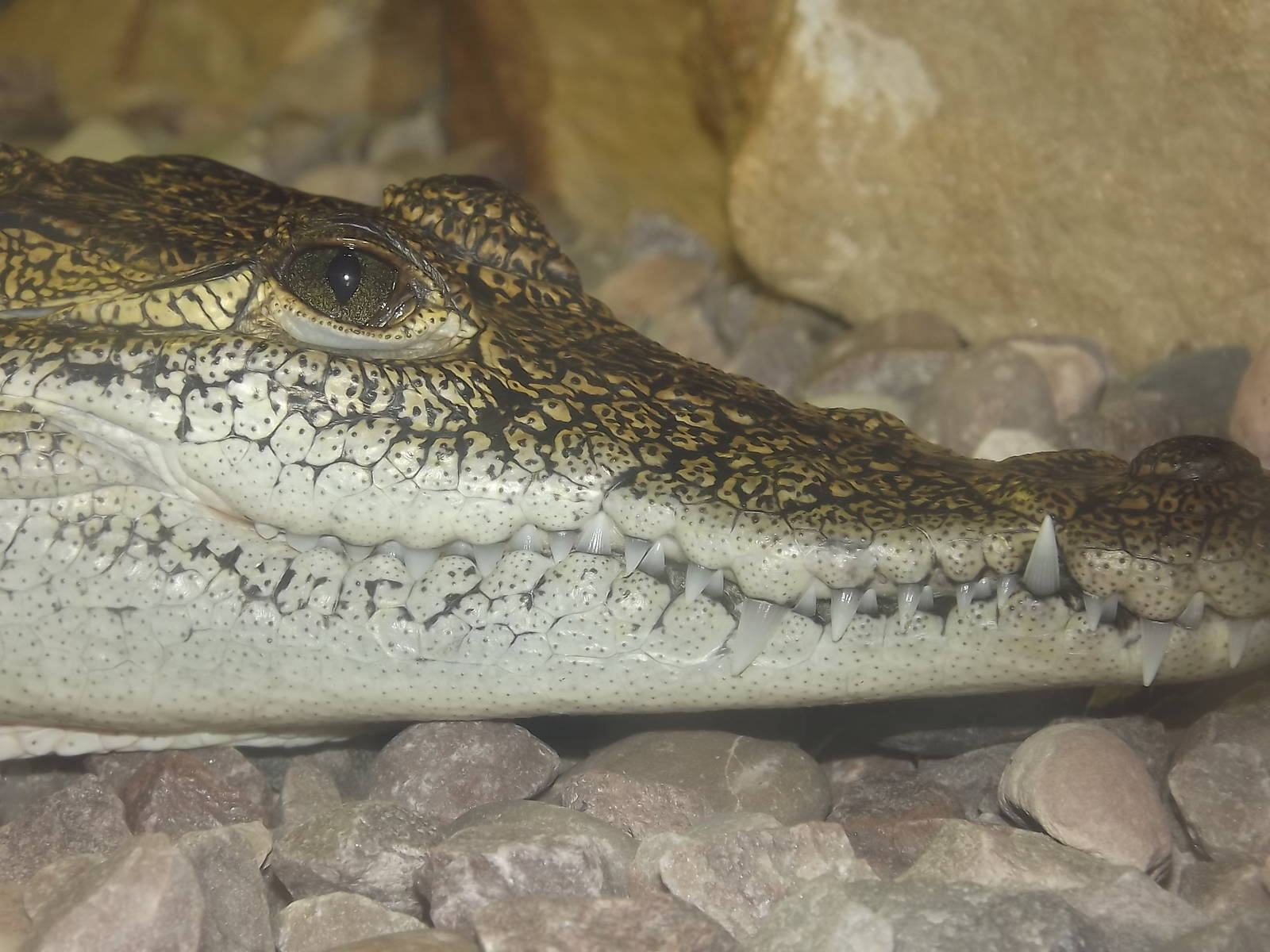 Morelet's Crocodile at Knowsley Safari Park 08/09/12