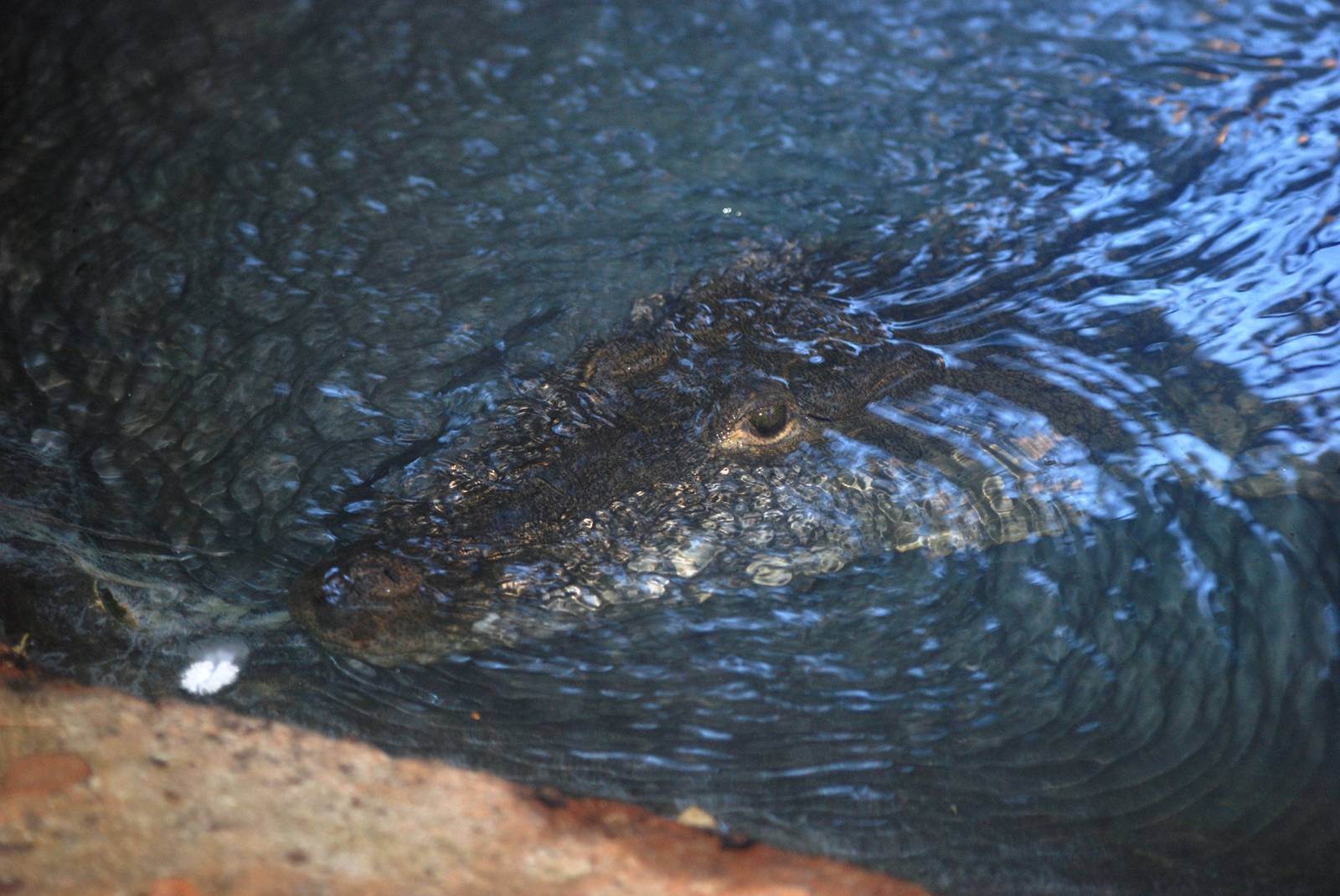 Morelet's Crocodile at St. Augustine, 11/10/13