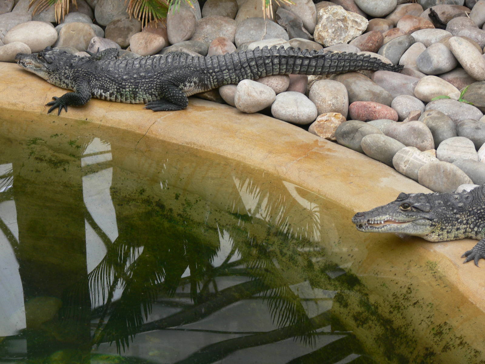 Morelet's Crocodile at Tropical World, 30/06/13