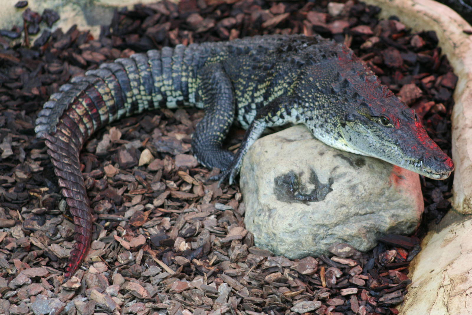 Morelet's Crocodile @ Crocodiles of the World; 24.10.2014