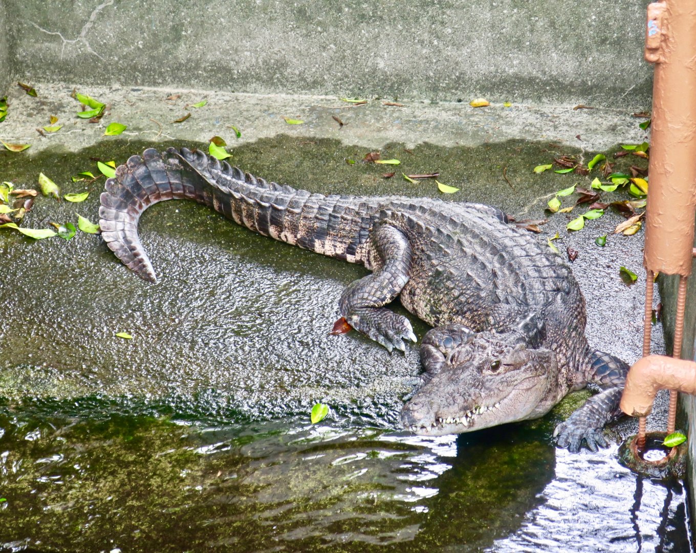 Morelet's Crocodile (Crocodylus moreleti)