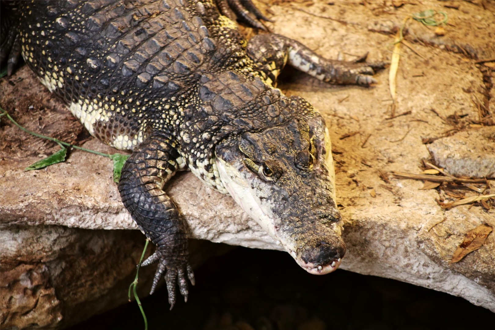 Morelet's crocodile (Crocodylus moreletii)