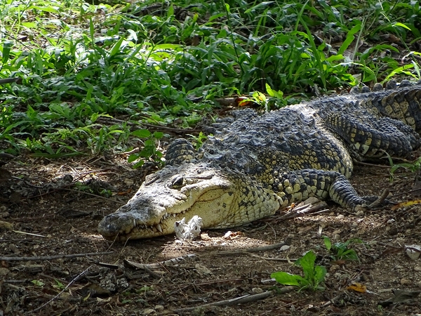 Morelet's crocodile (Crocodylus moreletii)