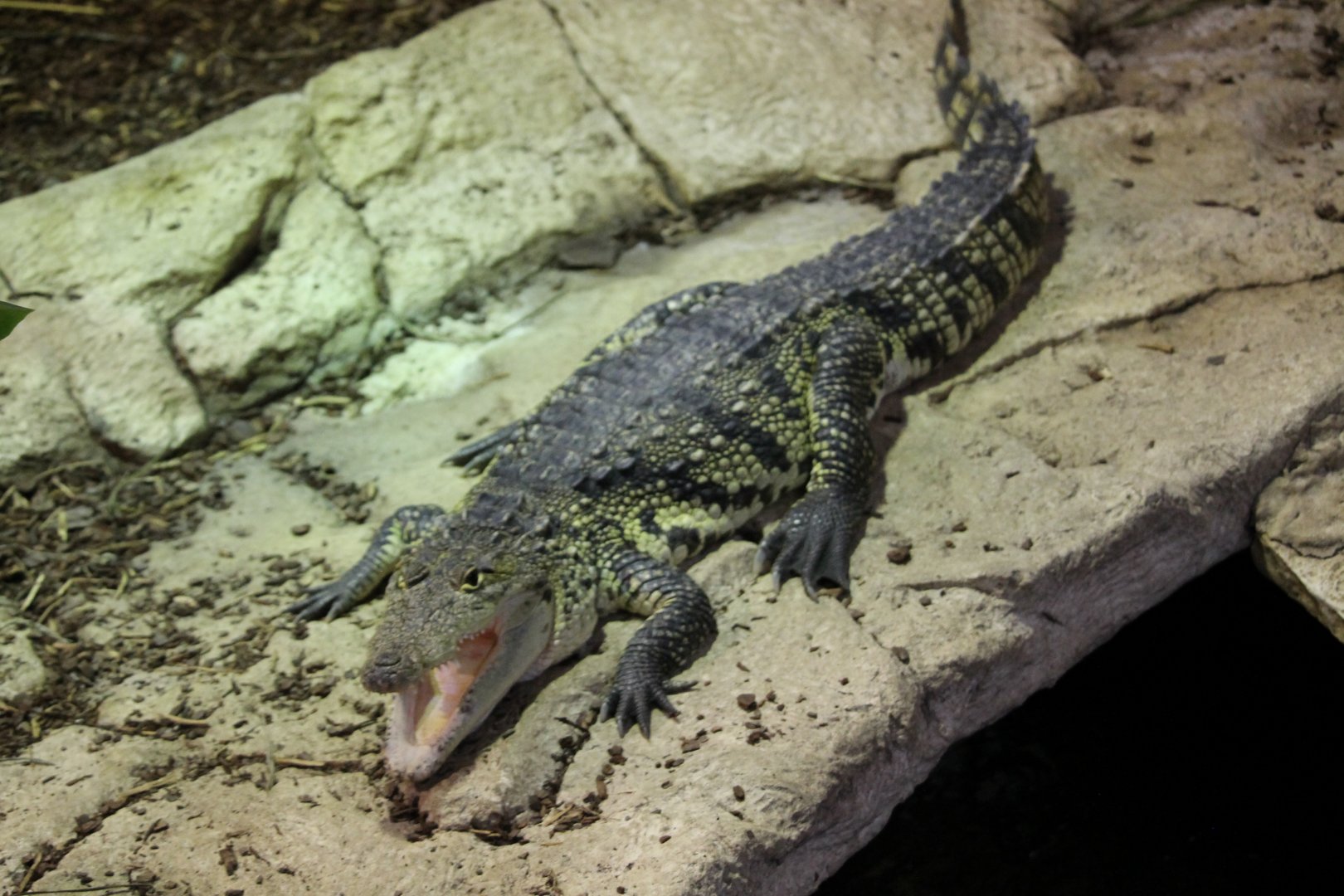 Morelet’s crocodile (Crocodylus moreletii)