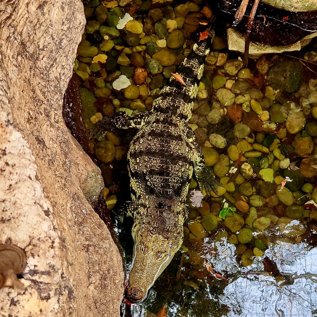 Morelet's Crocodile (Crocodylus moreletii)