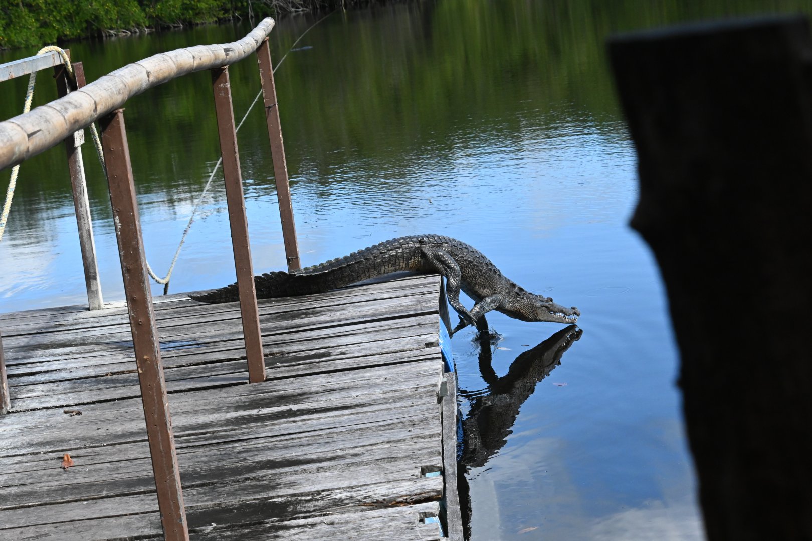 Morelet's crocodile (Crocodylus moreletii)