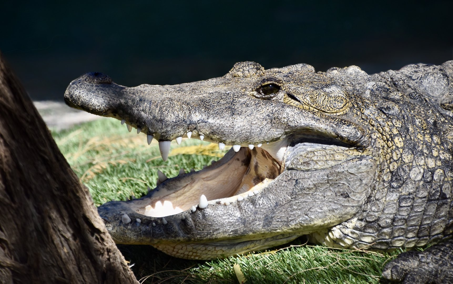 Morelet's Crocodile (Crocodylus moreletii)