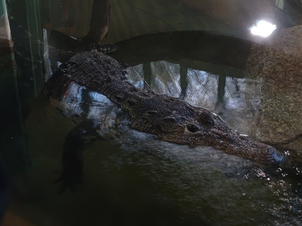 Morelet's crocodile (Crocodylus moreletii)