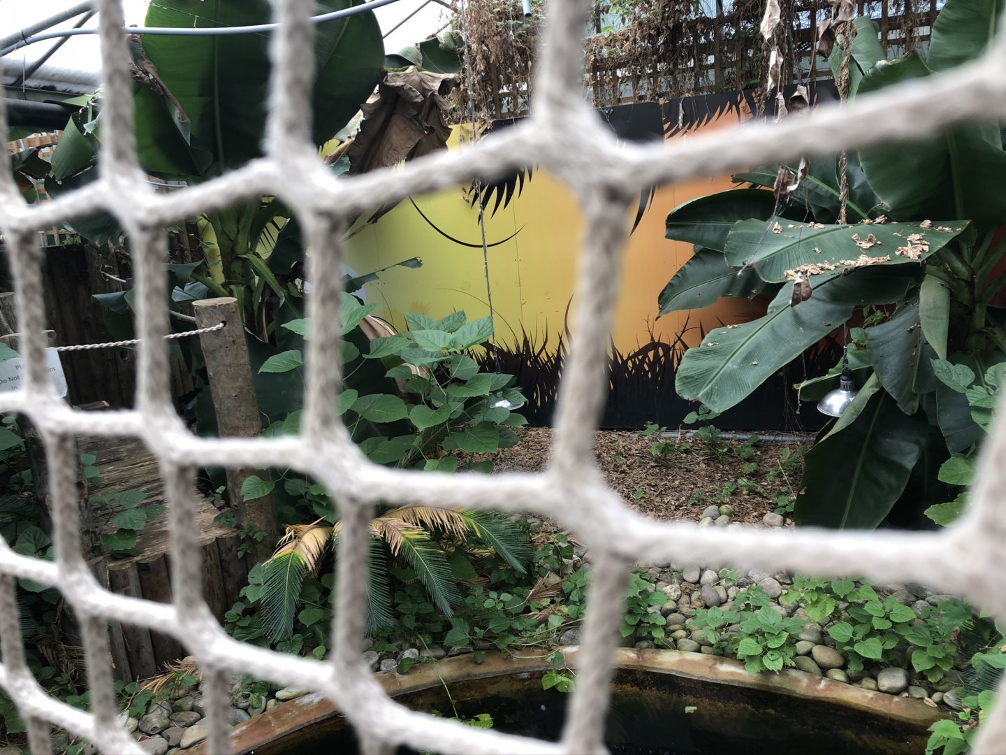 Morelet's Crocodile Enclosure at Tropical World (July 2020)