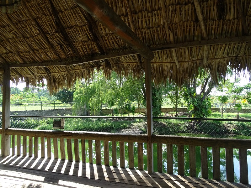 Morelet's crocodile enclosure