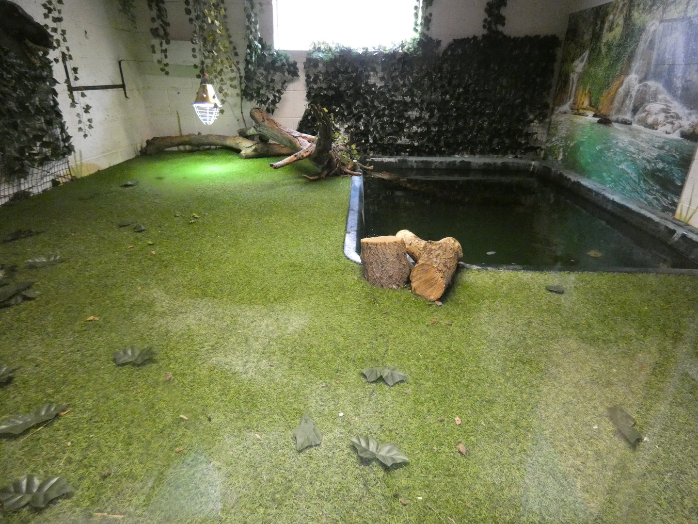 Morelet's crocodile enclosure