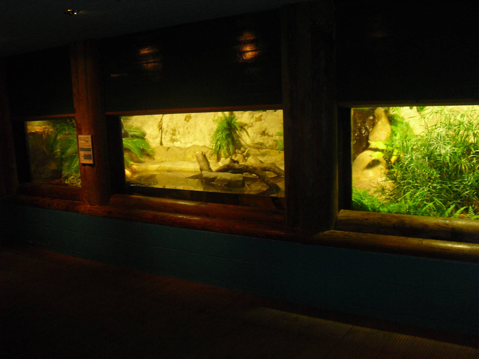Morelet's Crocodile Exhibit - 12/10/2011