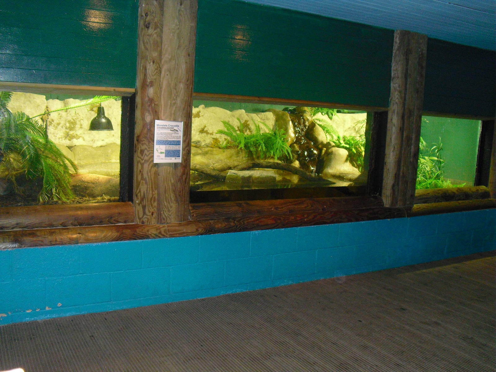Morelet's Crocodile Exhibit - 12/10/2011