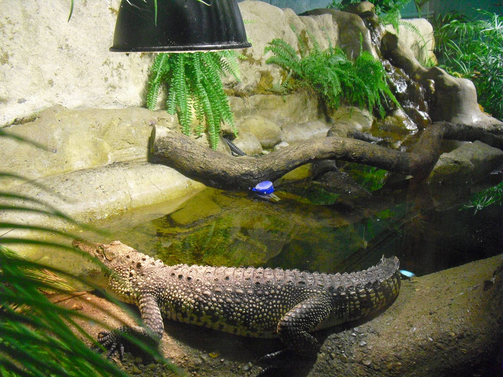 Morelet's Crocodile Exhibit - 12/10/2011