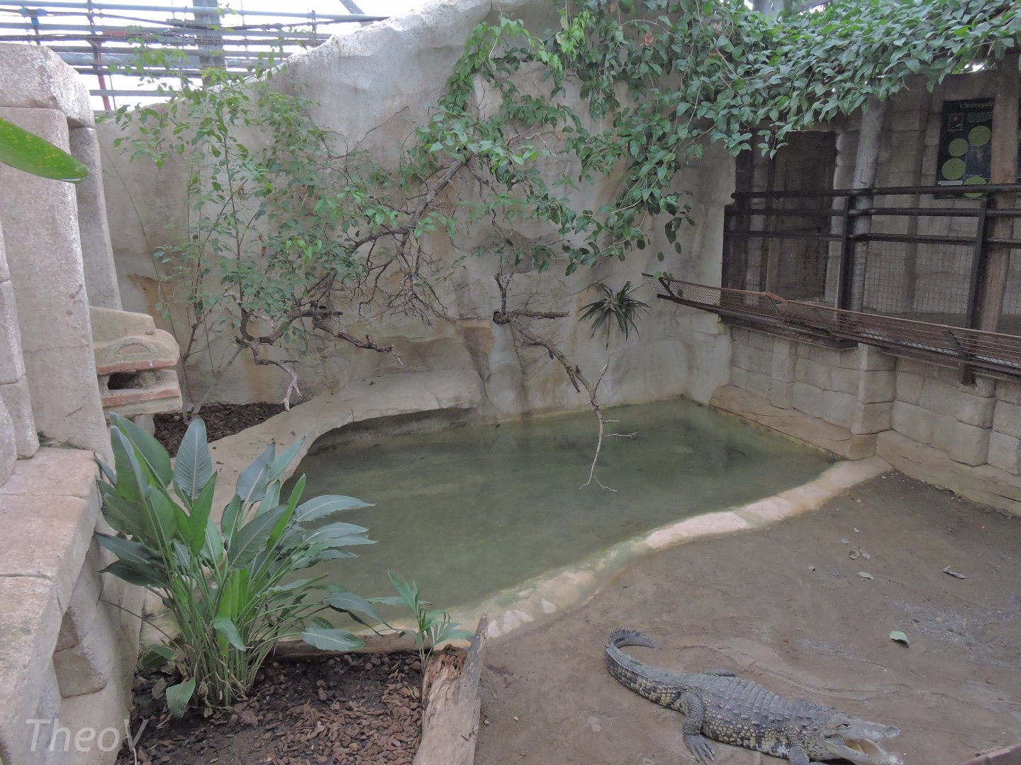 Morelet's crocodile exhibit [2016]