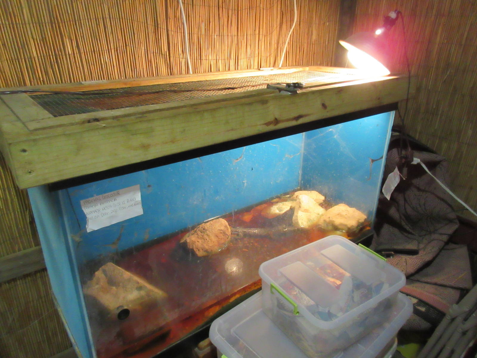 Morelet's Crocodile Exhibit (a juvenile)