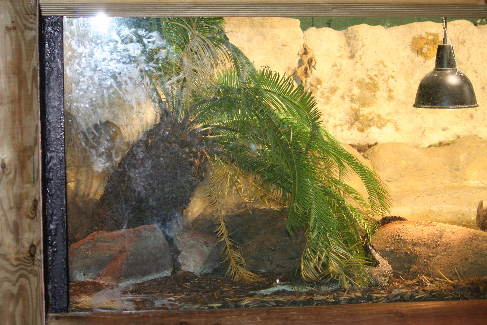 Morelet's crocodile exhibit