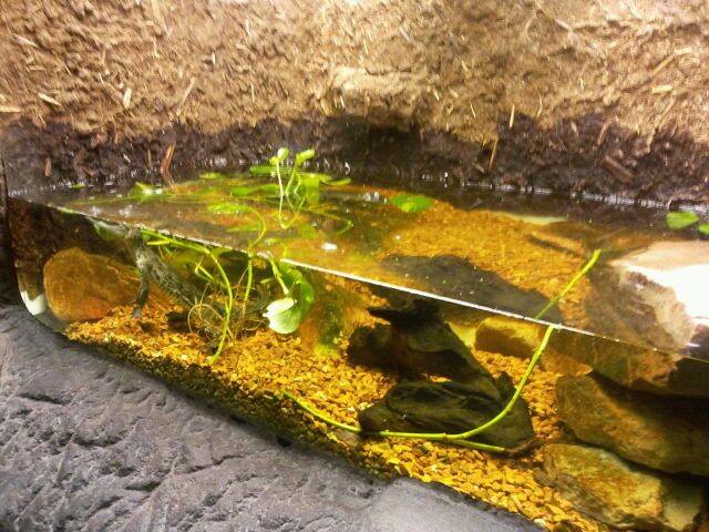 Morelet's Crocodile exhibit