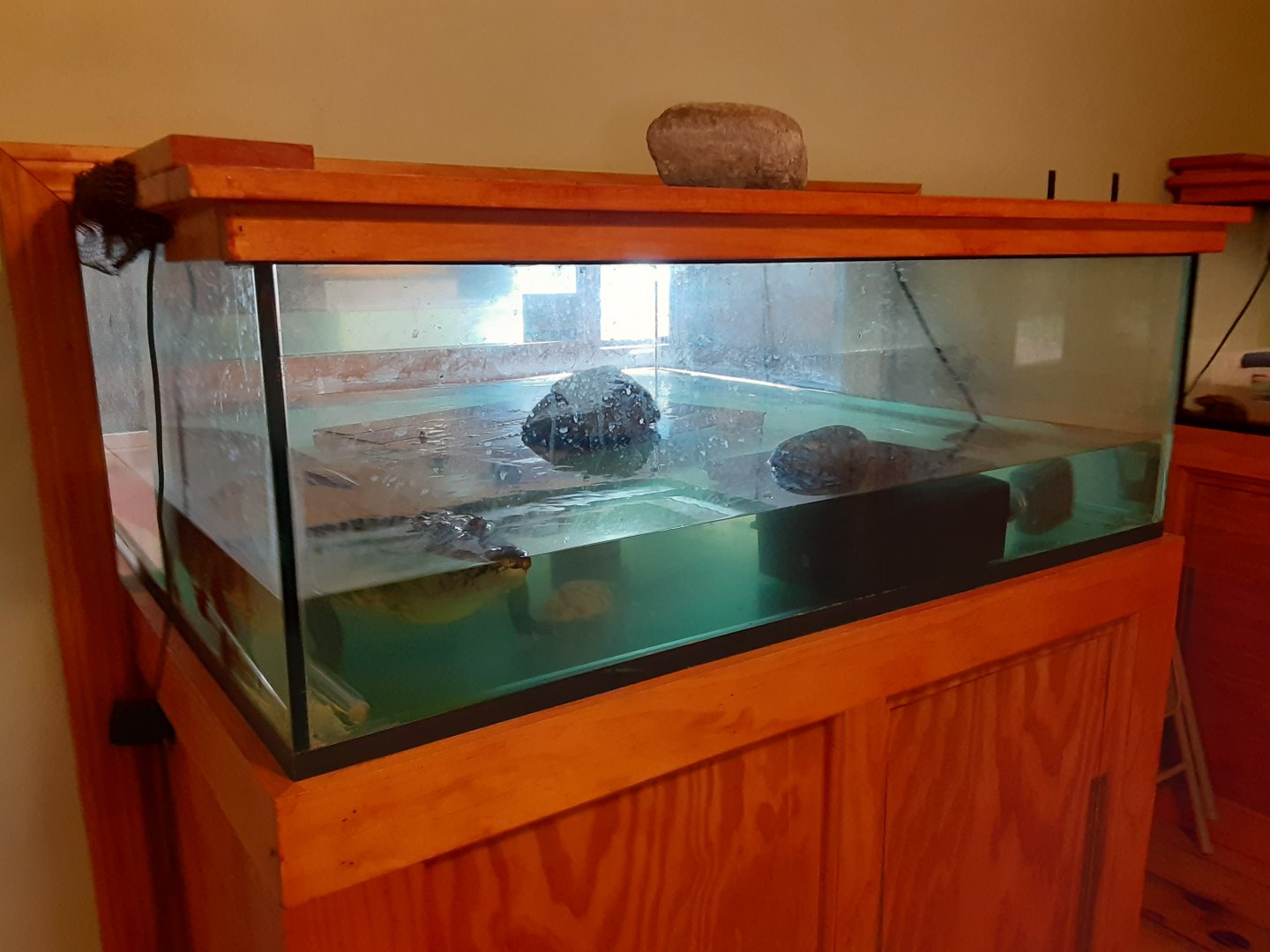 Morelet's Crocodile exhibit