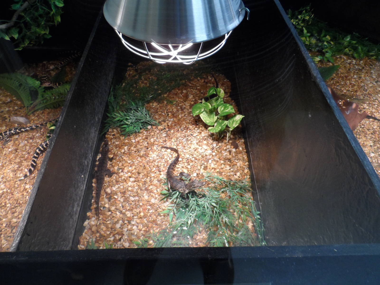 Morelet's Crocodile Hatchling