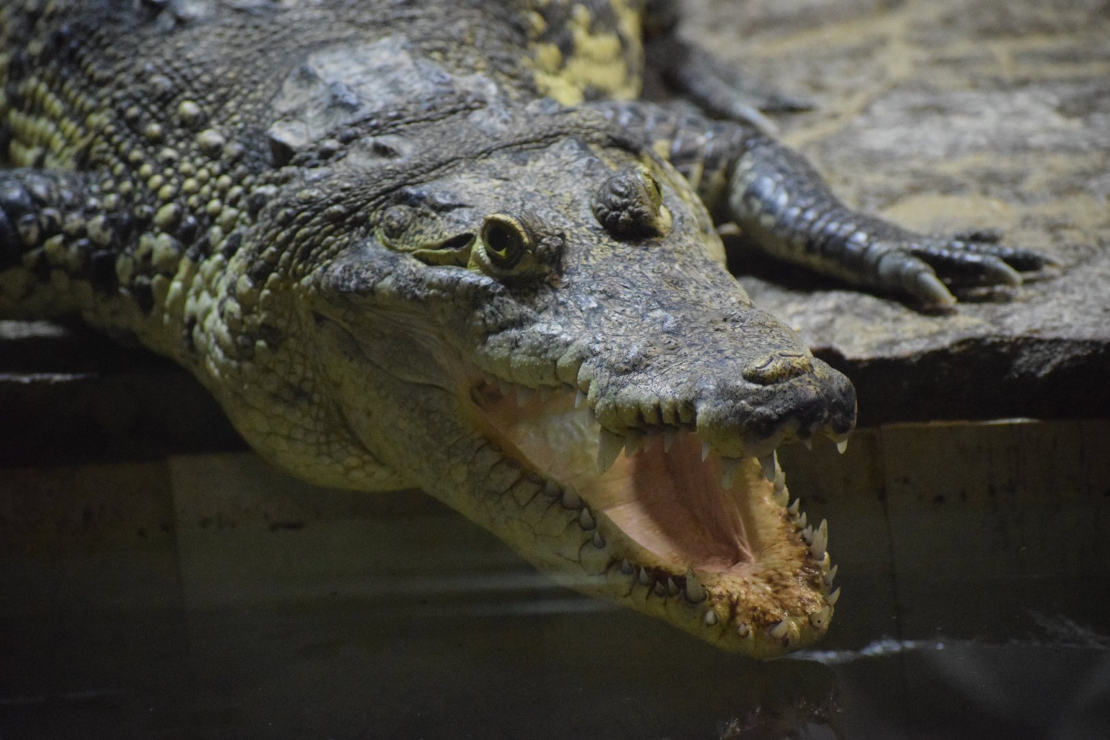 Morelet's crocodile - July 2021