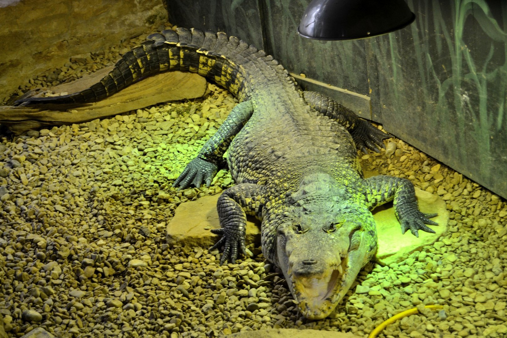 Morelet's Crocodile - June 2015