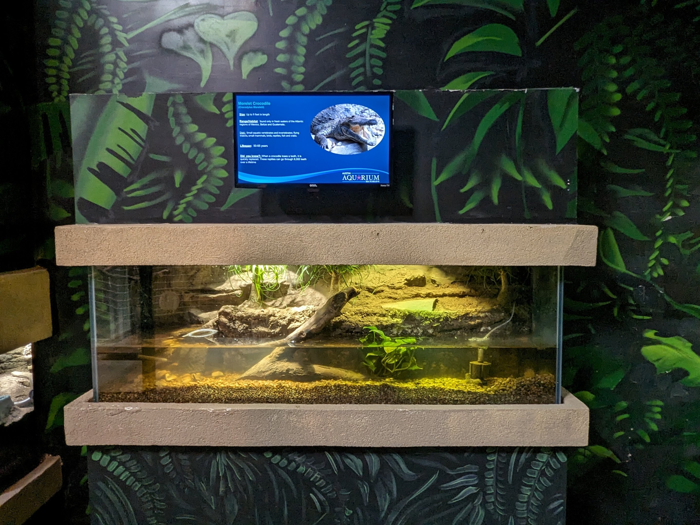 Morelet's Crocodile (juvenile)