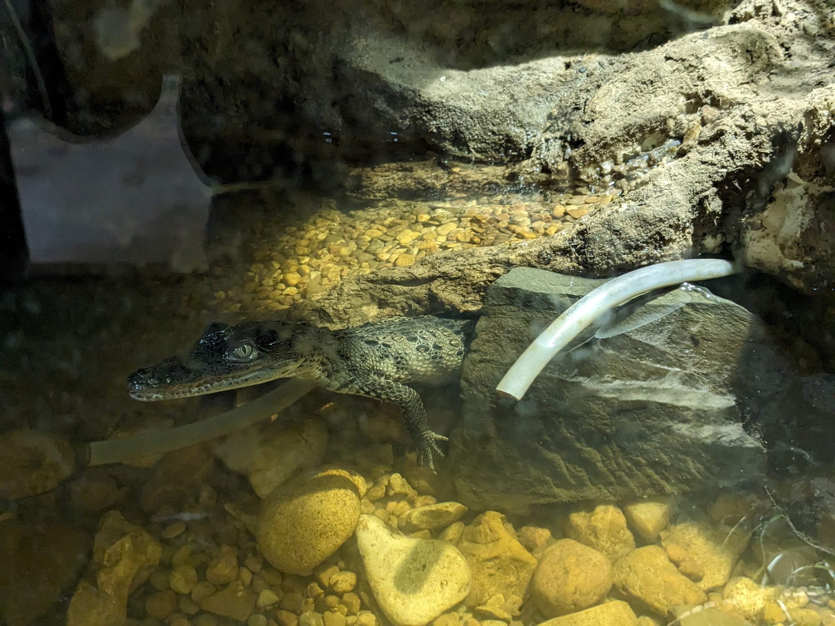 Morelet's Crocodile (juvenile)