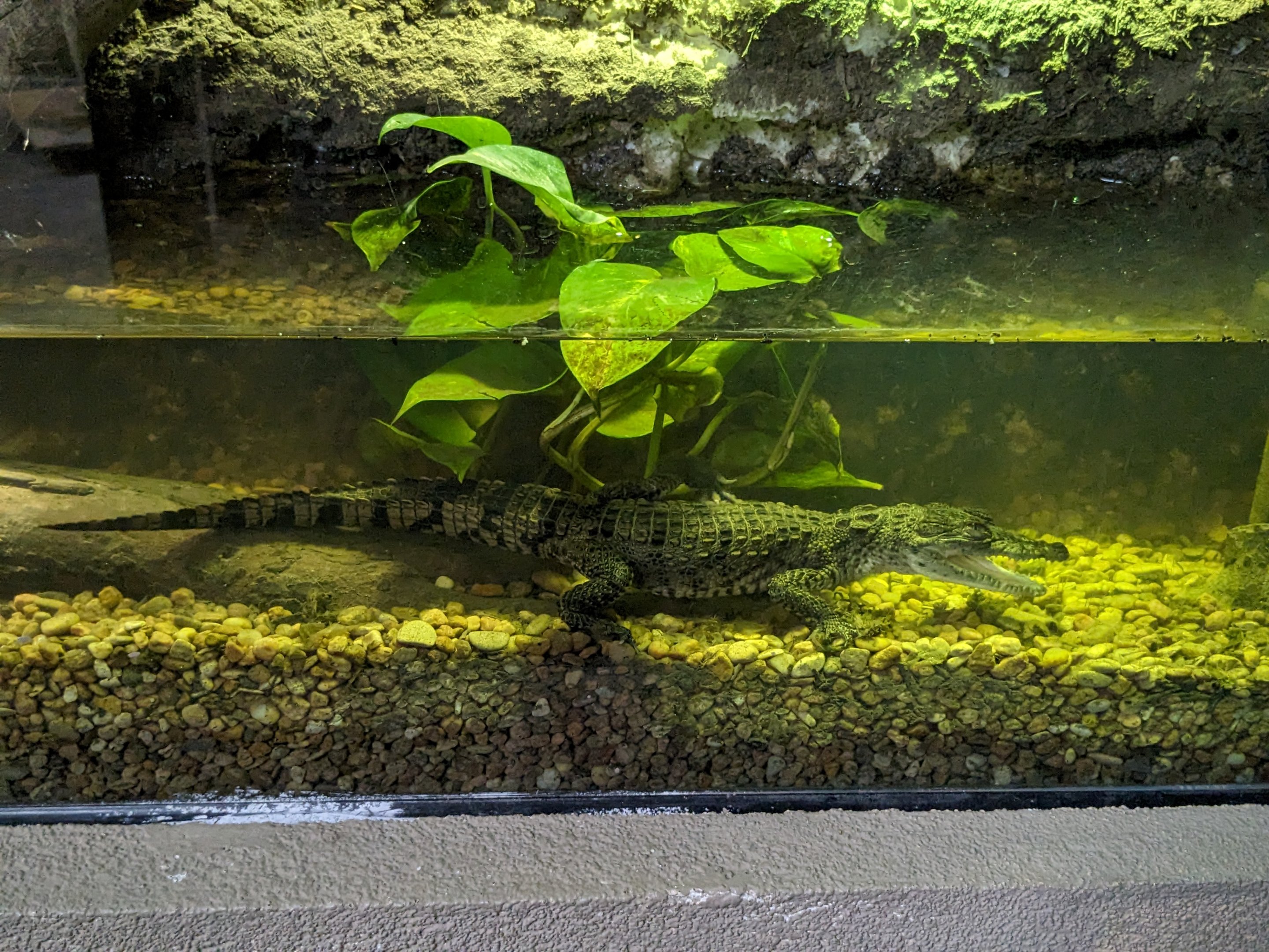 Morelet's Crocodile (juvenile)