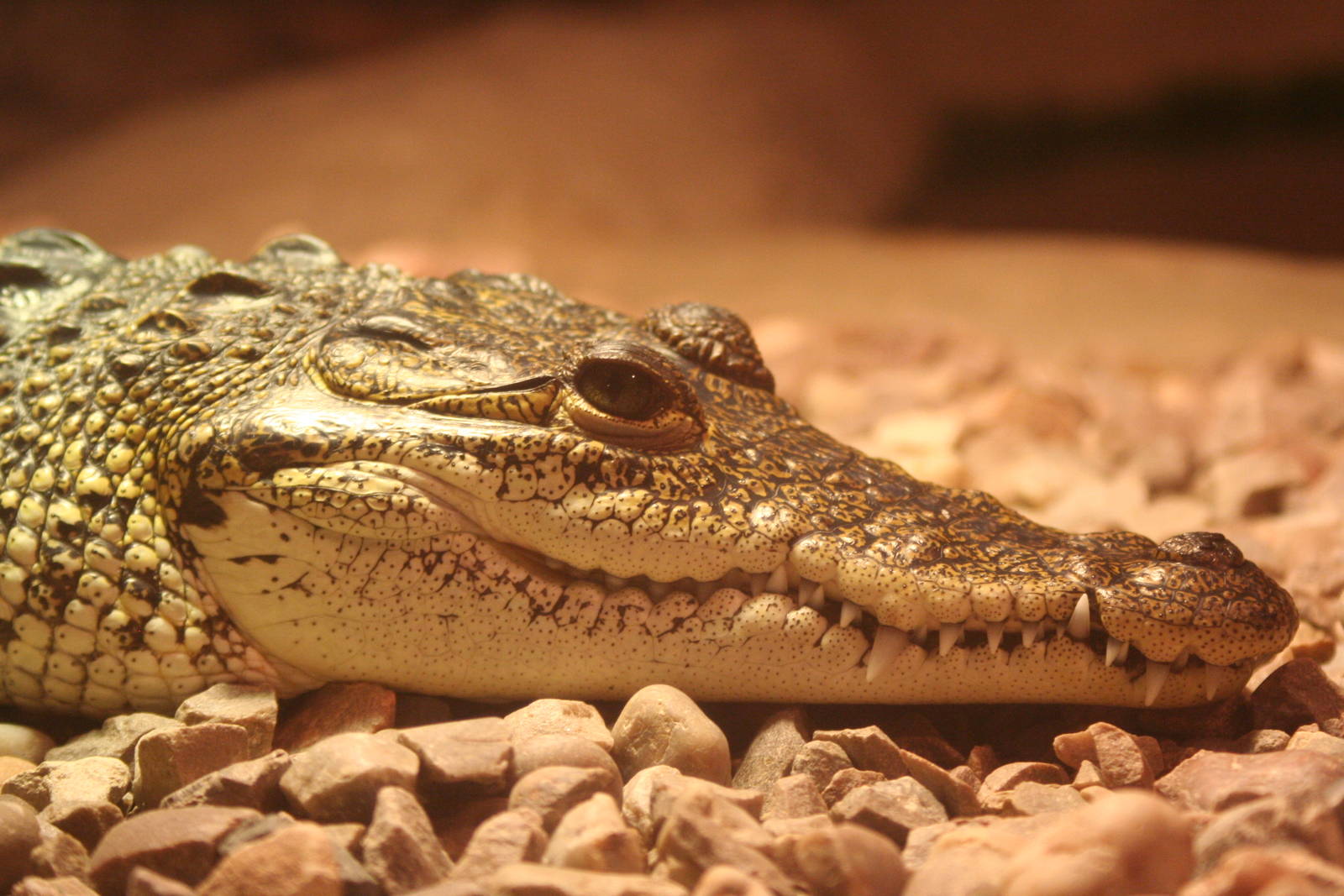 Morelet's Crocodile @ Knowsley; 25.10.2014
