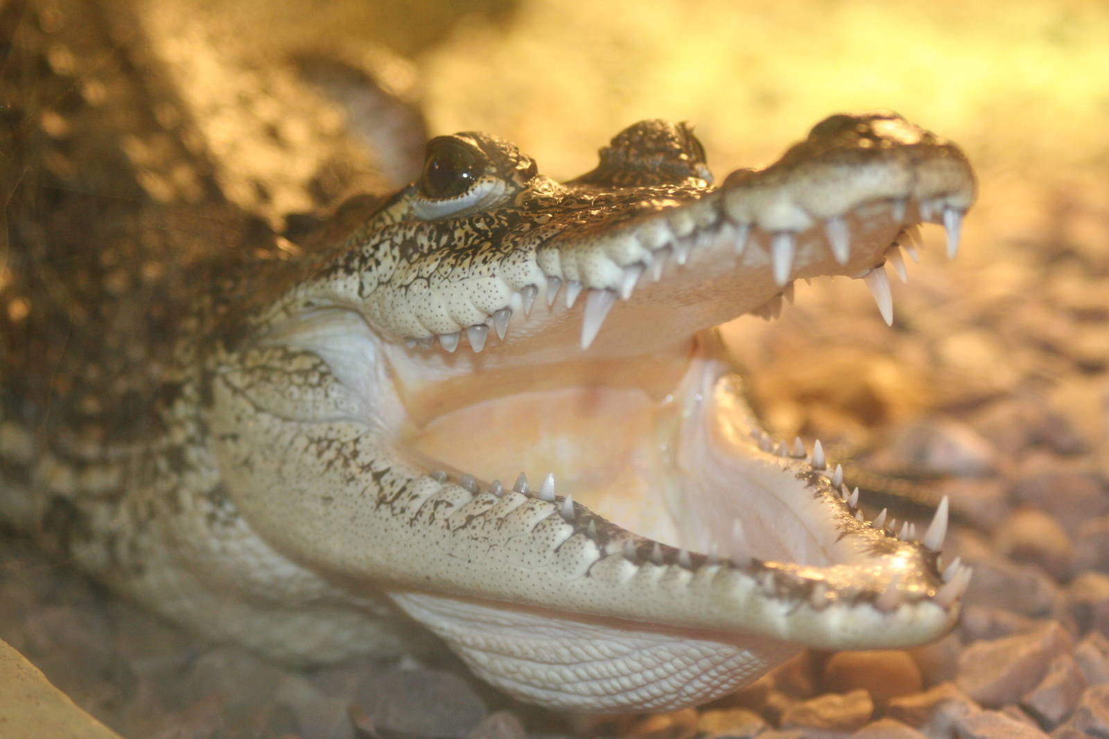 Morelet's Crocodile @ Knowsley; 25.10.2014