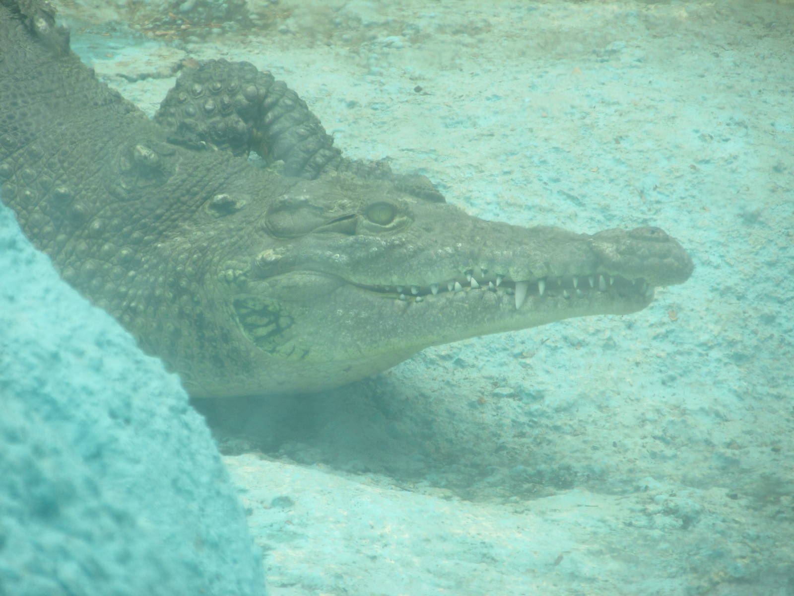 morelet's crocodile neza zoo