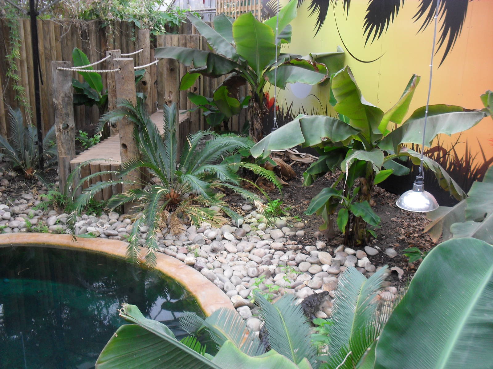 Morelet's Crocodile Pool